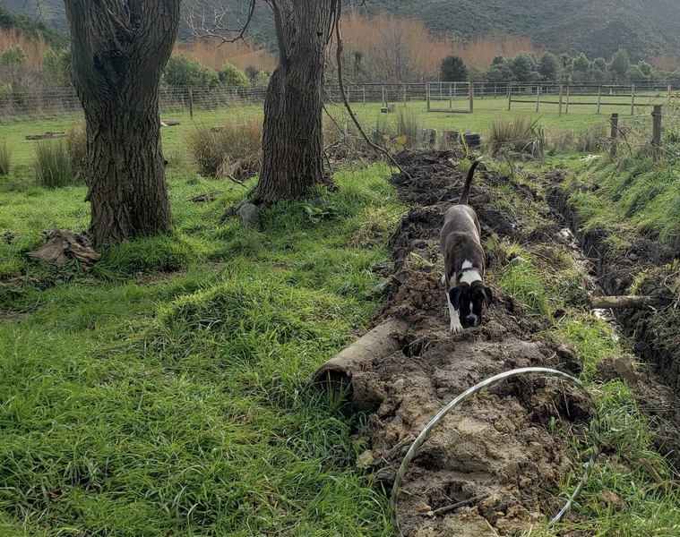 Rocket enjoying the sniffs by the stream